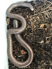 Afrotyphlops bibronii