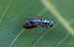 Dolichopodidae