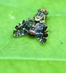 Tephritidae