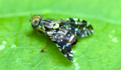 Tephritidae