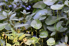 Hydrocotyle verticillata