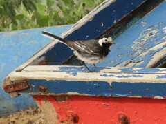Motacilla alba yarrellii
