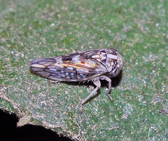 Stenidiocerus poecilus