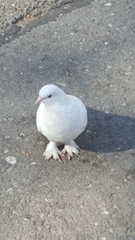 Columba livia domestica