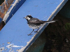 Motacilla alba yarrellii