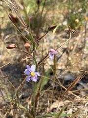 Cyanella hyacinthoides