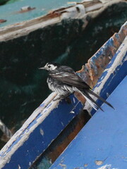 Motacilla alba yarrellii