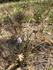 Cyanella hyacinthoides