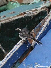 Motacilla alba yarrellii
