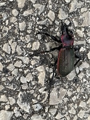 Carabus morbillosus macilentus