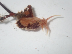 Facelina newcombi