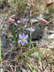 Cyanella hyacinthoides