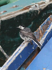 Motacilla alba yarrellii