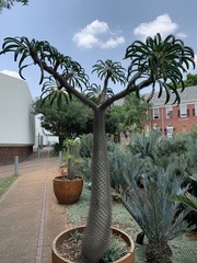 Pachypodium lamerei