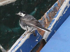 Motacilla alba yarrellii