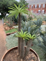 Pachypodium lamerei