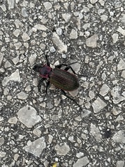 Carabus morbillosus macilentus