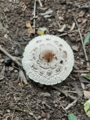 Lepiota cristata
