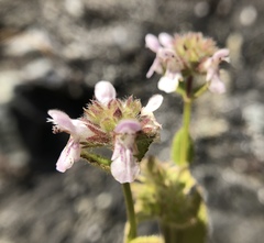 Stachys pycnantha