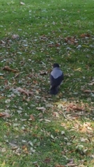 Corvus cornix
