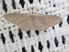 Idaea philocosma