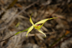 Caladenia leptochila