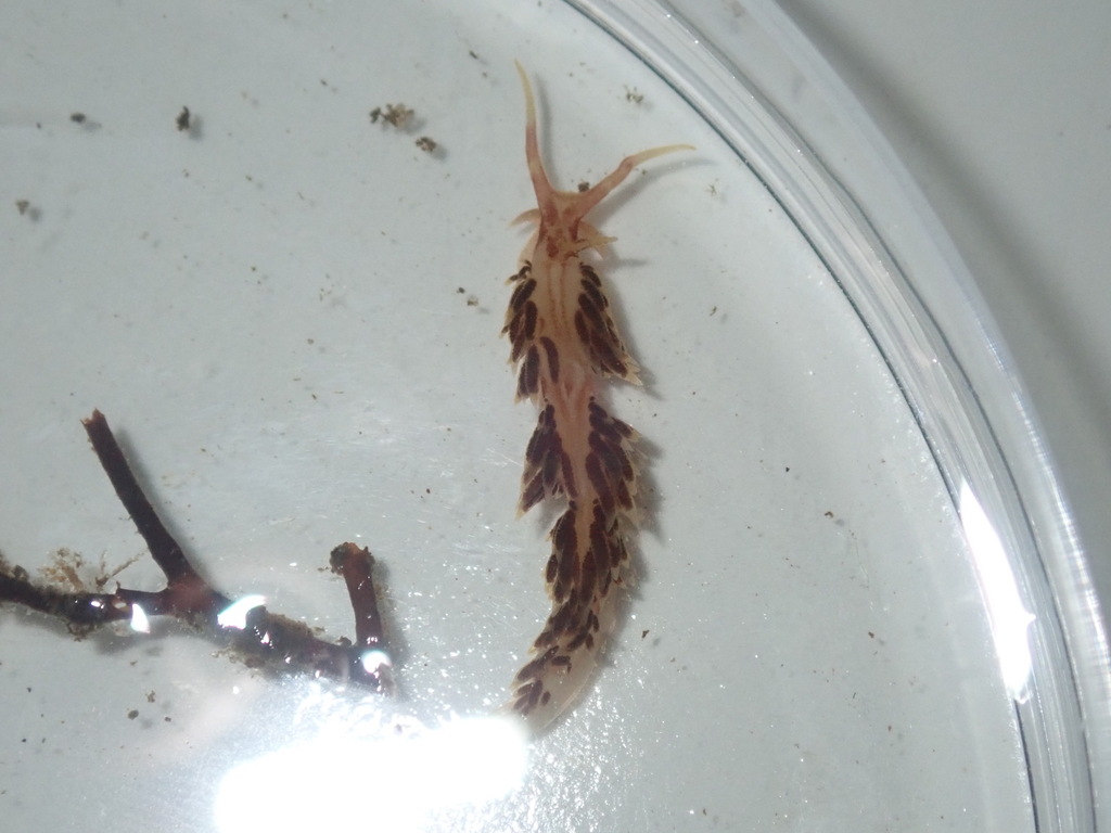 Facelina newcombi