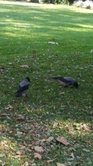 Corvus cornix