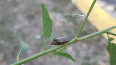 Cephisus siccifolius