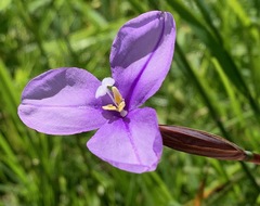 Patersonia occidentalis occidentalis