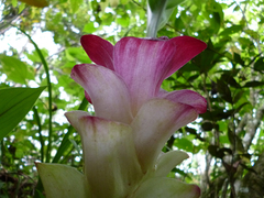 Curcuma