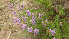Galatella