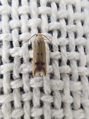 Tachystola hemisema