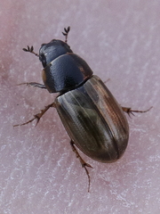 Melinopterus