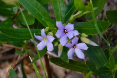 Billardiera cymosa