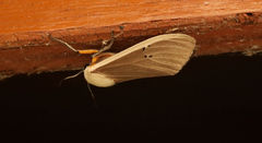 Creatonotos transiens