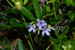 Billardiera cymosa