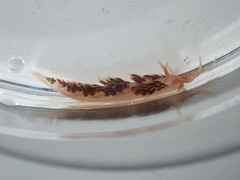 Facelina newcombi