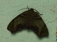 Achrosis incitata