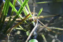 Pomacea canaliculata