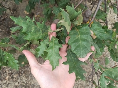 Quercus pubescens