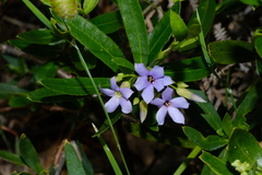 Billardiera cymosa
