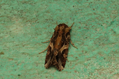 Spodoptera litura