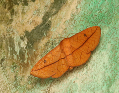Striglina