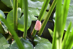 Pomacea canaliculata