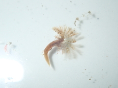 Sabellidae