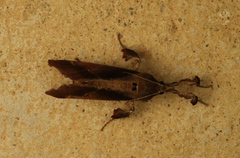 Sacada