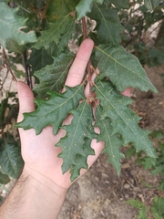 Quercus pubescens