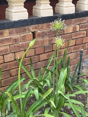 Agapanthus