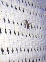 Aedes alboannulatus